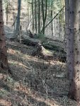 Alte Birnbaumalle am alten Weg zum Hof Fashold.jpg
