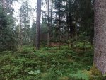 IMG_20240606_202643.jpg