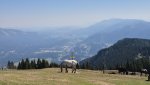 Blick unteres Gailtal.jpg