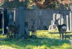 Zentralfriedhof_027.jpg